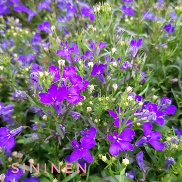 Lobelia (Sinilobelia) p9 - Image 2
