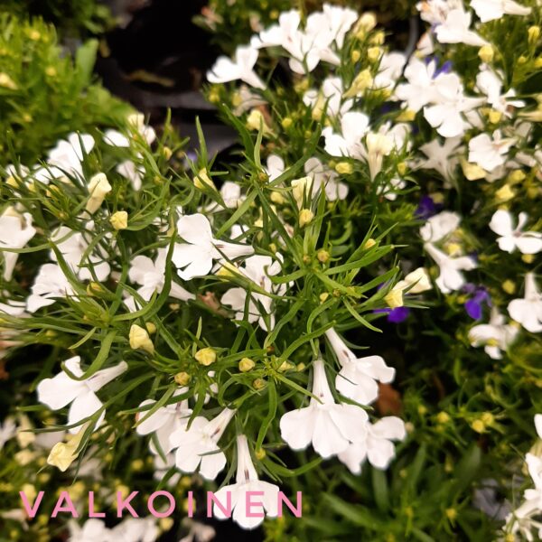 Lobelia (Sinilobelia) p9 - Image 4