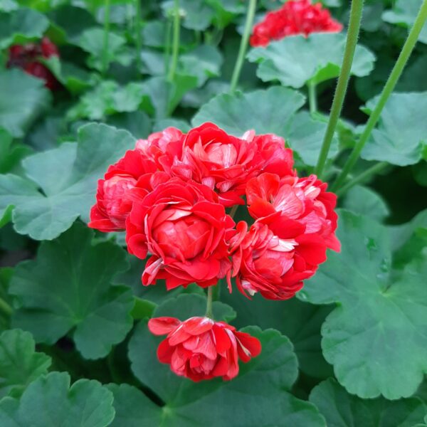 Ruusunnuppupelargoni 'Rosebud' p12