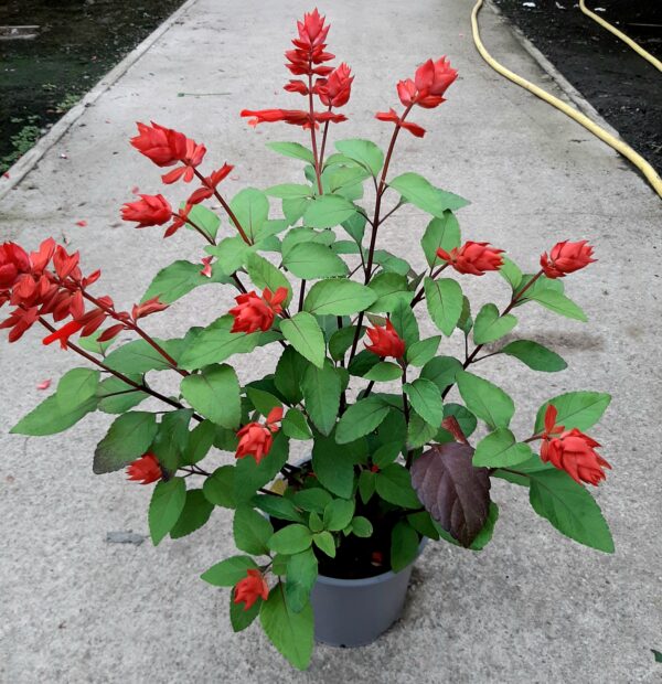 Salvia p15