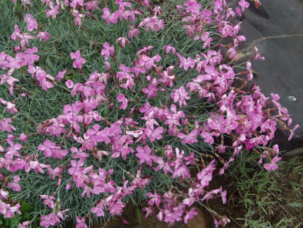 Vuorineilikka 'Rosafeder'; At, p9