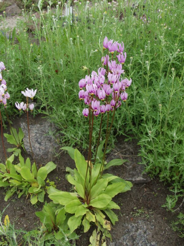 Vuorijumaltenkukka; At, p9