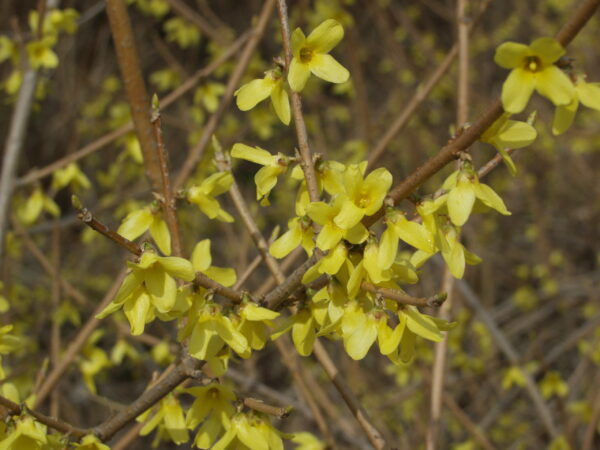 Jalo-onnenpensas 'Northern Gold'; At,3L