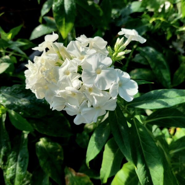 Syysleimu 'White Admiral'; Med; 1,5L