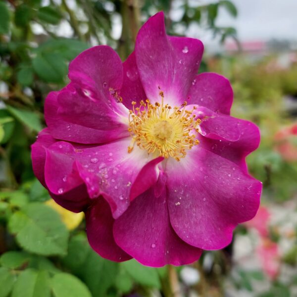 Ranskanruusu 'Merveille'; At, 2L,Ul