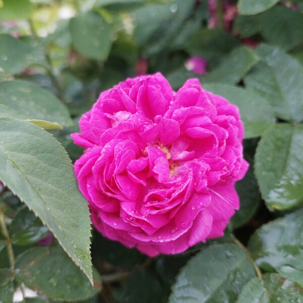 Ruusu 'Rose de Rescht'; Ep/At,Ul