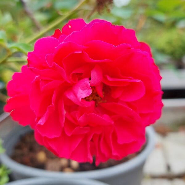 Ruusu 'Winnipeg Parks'; At, 3L,Ul