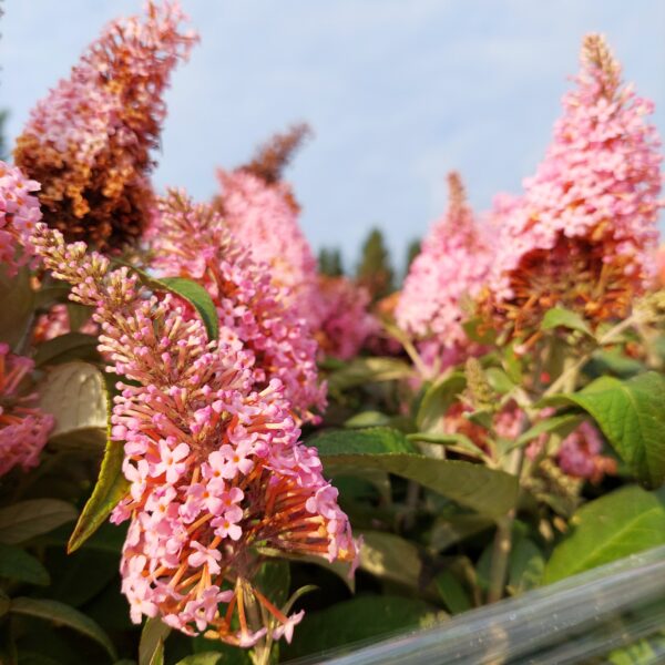 Syyssyrikkä 'Butterfly Candy® Little Pink'; At, 2L