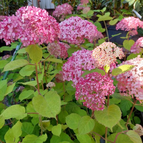 Pallohortensia Sweet Annabelle®; At, 3L