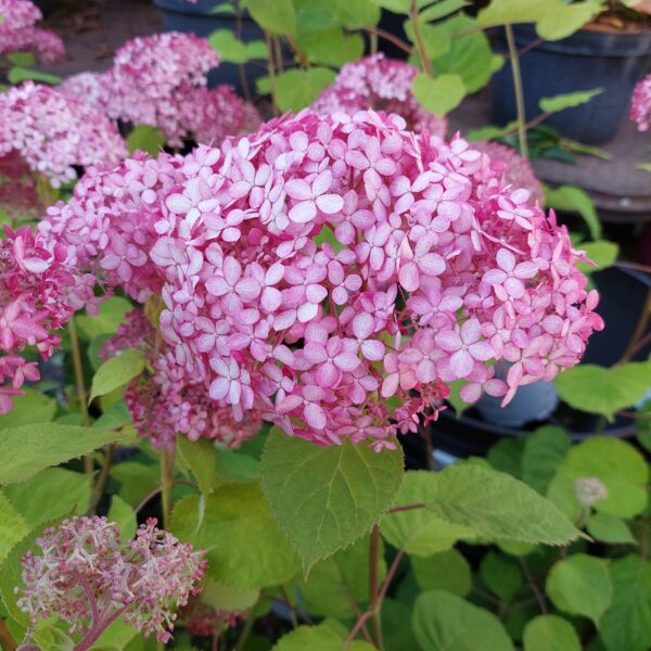 Pallohortensia Sweet Annabelle®; At, 3L - Image 2