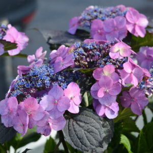 Safiirihortensia F&F® Blueberry Cheesecake;At,5L,U