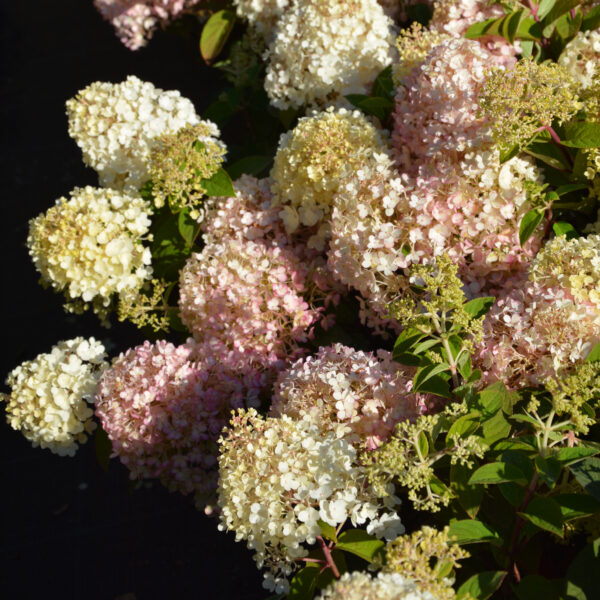 Syyshortensia 'Bobo' Jumbo; At,7,5 L