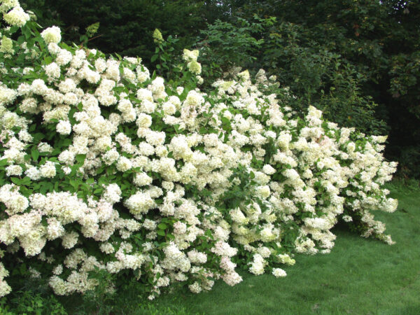 Syyshortensia 'Grandiflora' FinE jumbo; At,7,5L
