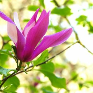 Sihteerikkömagnolia 'Susan'; 40-60,At 3L,Ul