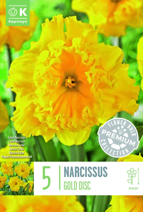 Narsissi 'Gold Disk' 5 kpl