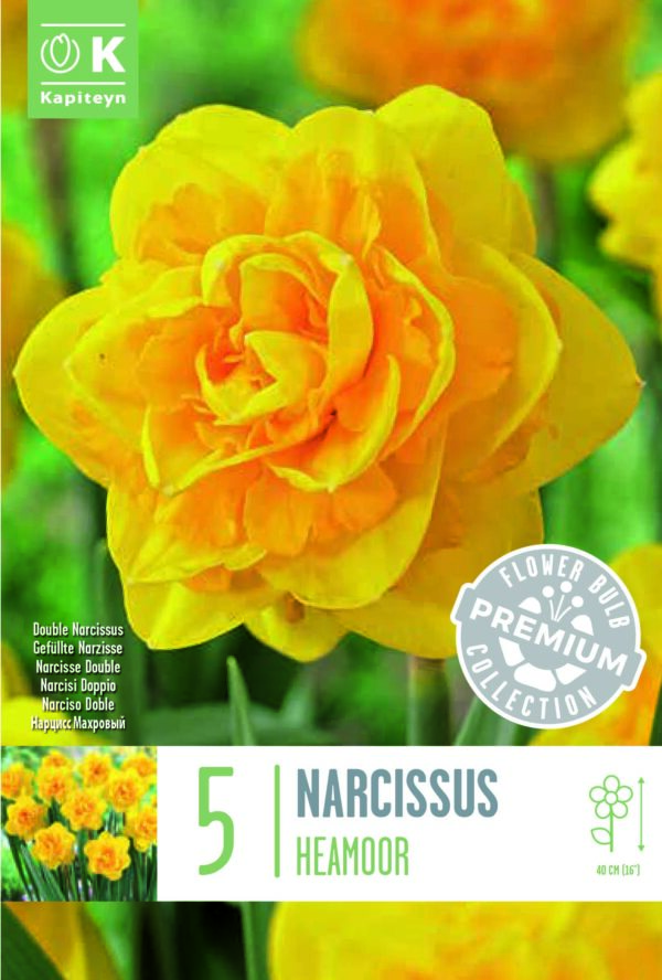 Narsissi 'Heamoor' 5 kpl