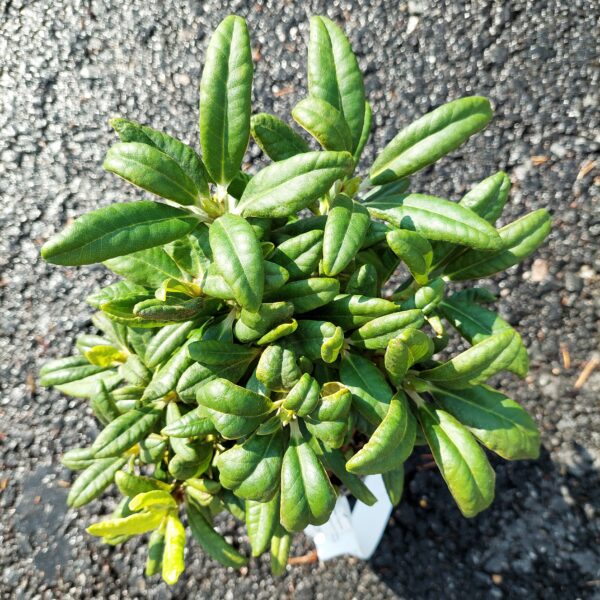 Alppiruusu 'Terta'; 20-30,At 2L