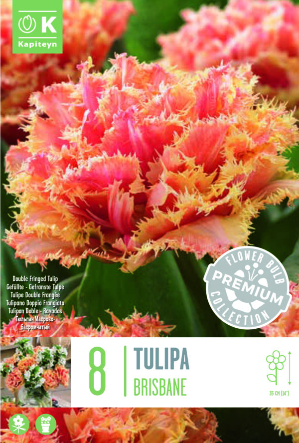 Tulppaani 'Brisbane' 8 kpl