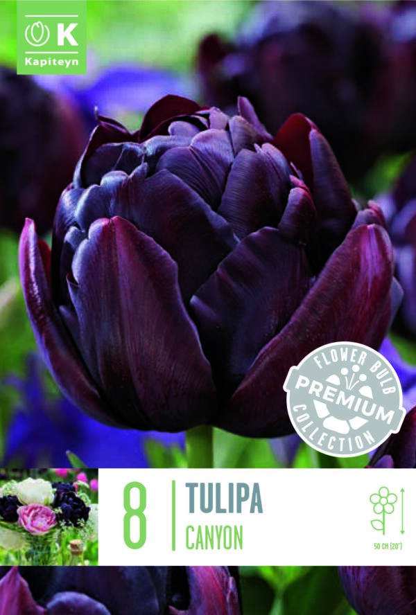 Tulppaani 'Canyon' 8 kpl