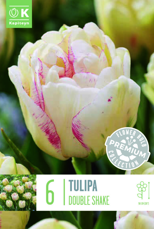 Tulppaani 'Double Shake' 6 kpl