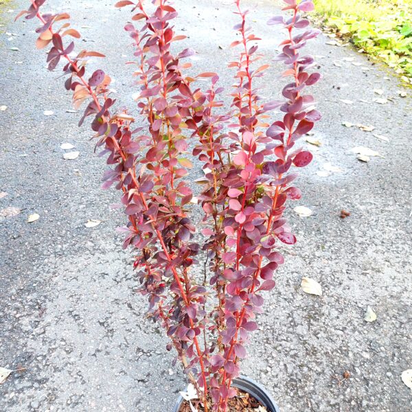 Purppurahappomarja 'Helmond Pillar'; 20-30, At 2L,