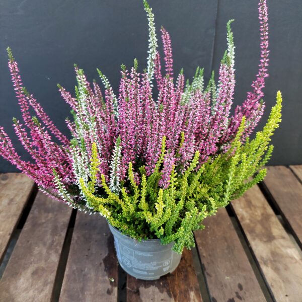 Calluna Garden Girls Trio Girls p13