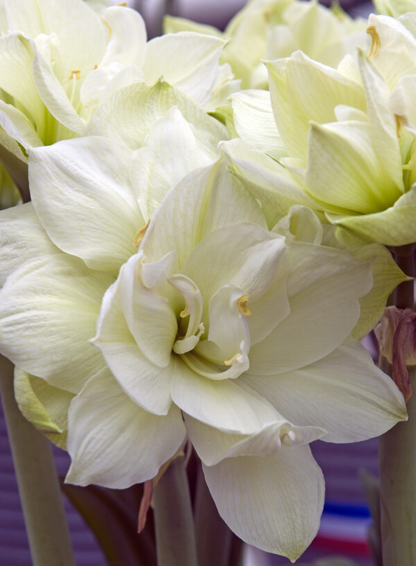 Amaryllis 'Marilyn' 32/34 1 kpl