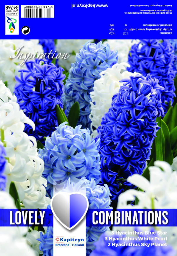 Lovely Combinations Hyacinyhus Ocean Blue 8 kpl