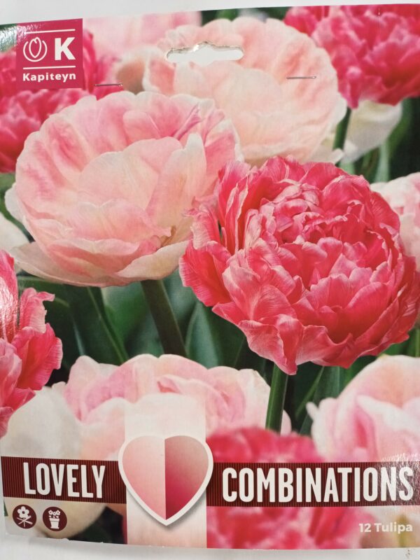 Lovely Combinations Tulipa Double Sweet 12 kpl