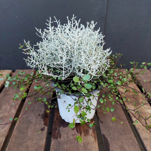 Hopealanka nauhapensas 12 cm