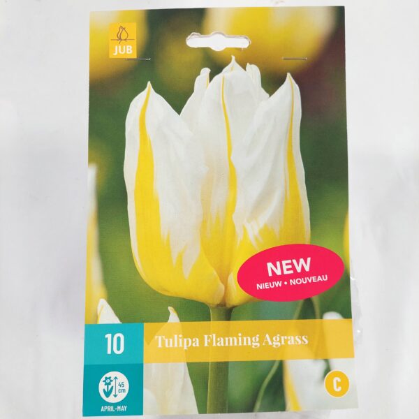 Tulppaani 'Flaming Agrass' 10 kpl