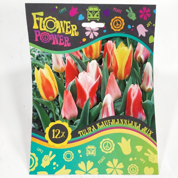 Flower Power Tulipa Kaufmanniana Mix 12 kpl