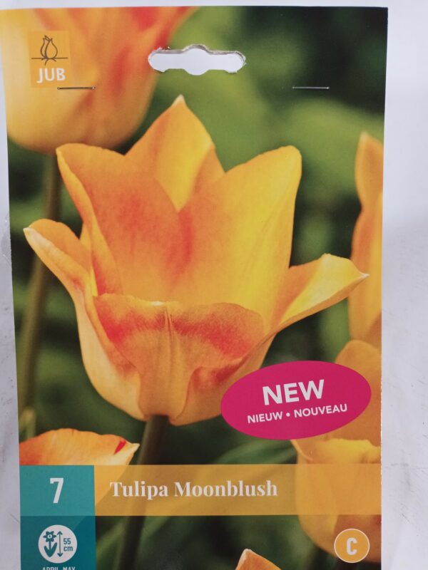 Tulppaani 'Moonblush' 7 kpl