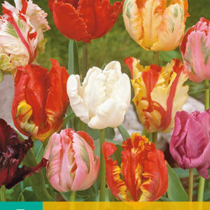 Tulppaani Parrot Mix 7 kpl