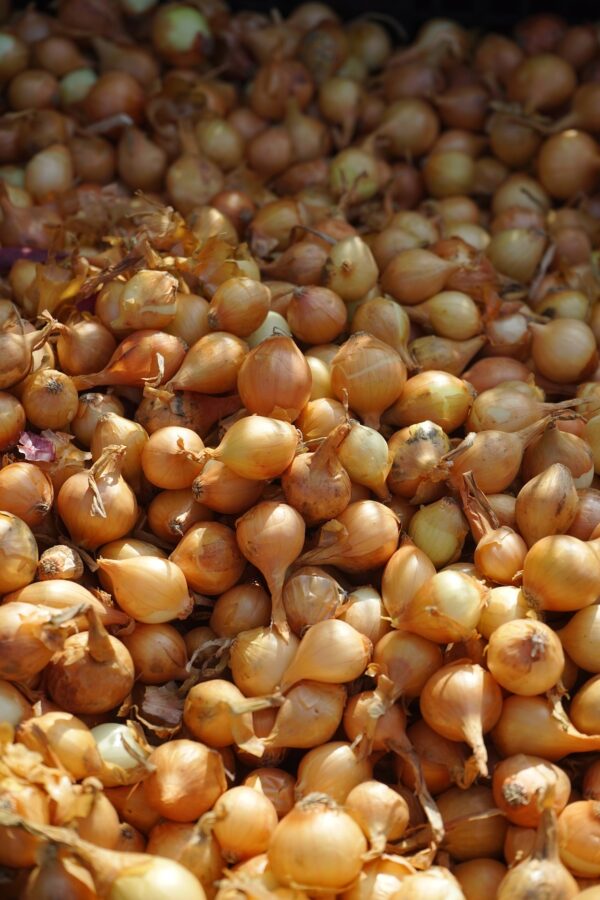 Salottisipuli 'Biztro' 500g