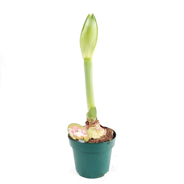 Amaryllis suuri sipuli p14, vaaleanpunainen