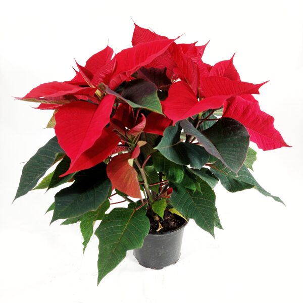 Joulutähti, Mon, XL, 'Christmas Aurora'