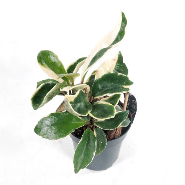 Isoposliinikukka 'Albomarginata'