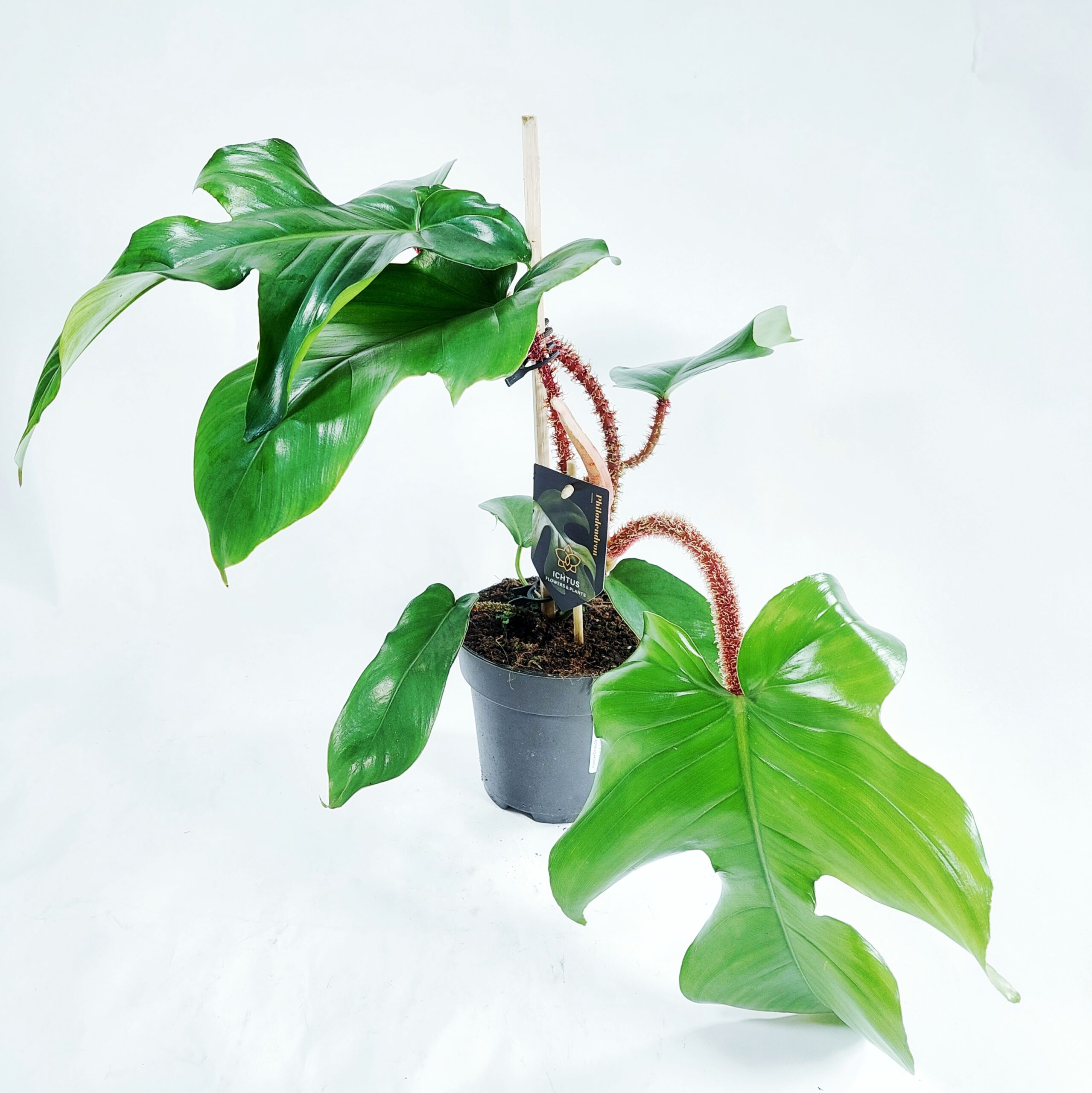 Nukkaköynnösvehka p15 - Image 2