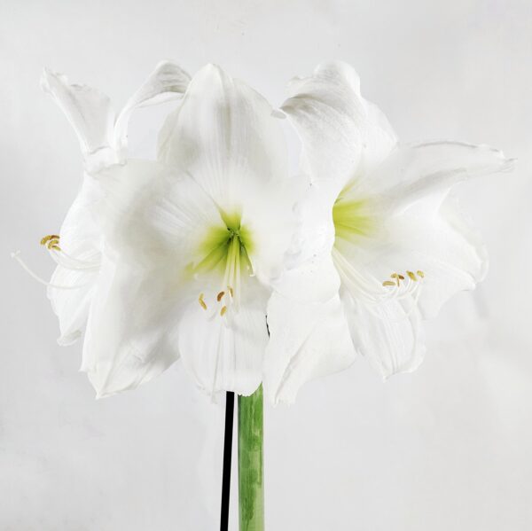 Amaryllis suuri sipuli p14, valkoinen - Image 2
