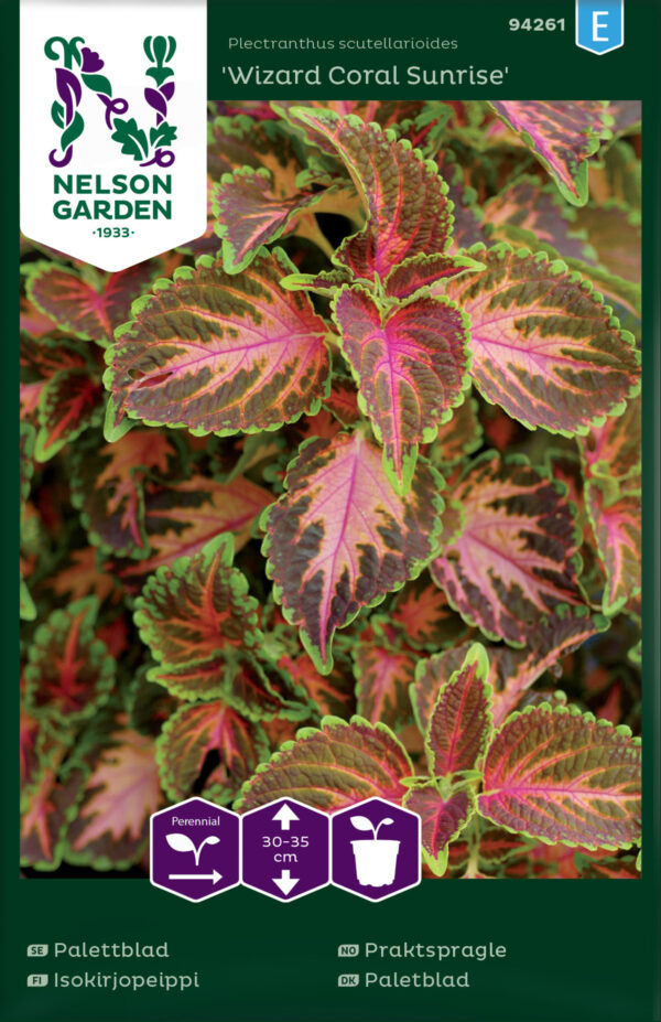 Isokirjopeippi 'Wizard Coral Sunrise'