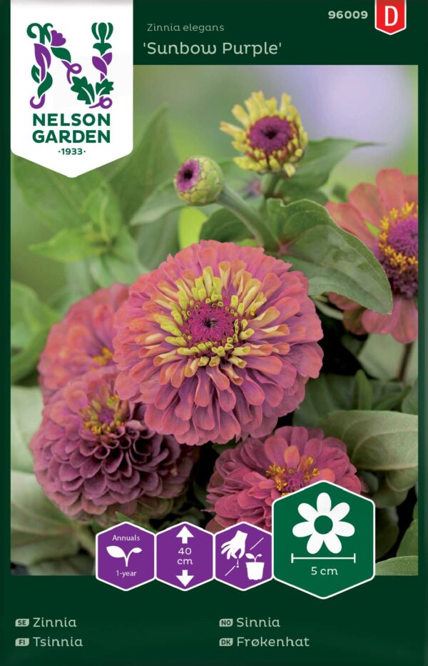 Isotsinnia 'Sunbow Purple'