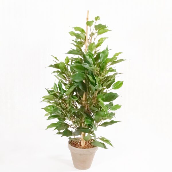 Silkkikasvi Ficus 'exotica' 65cm