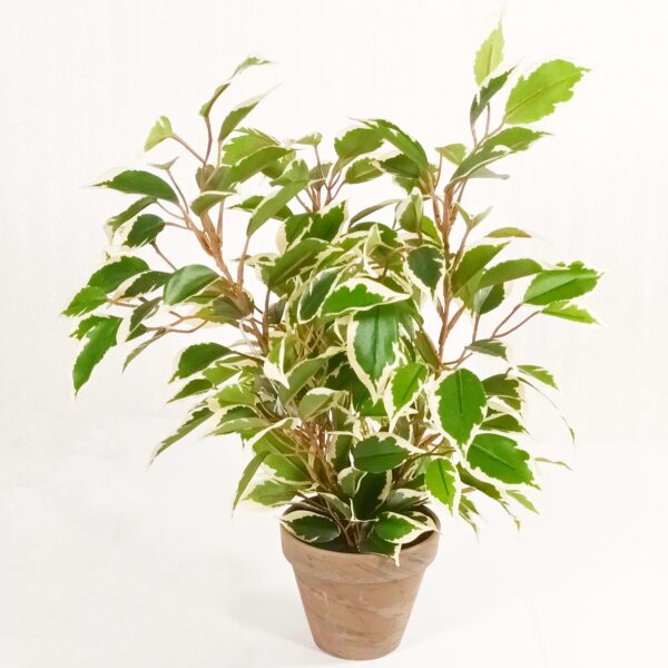 Silkkikasvi limoviikuna 'Natasja variegata' 40cm