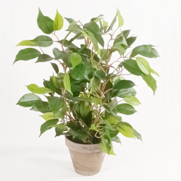 Silkkikasvi limoviikuna 'Natasja' 40cm
