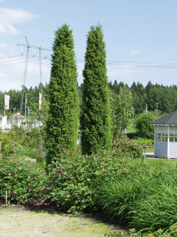 Pilarikataja 'Suecica'; 100-125,At, Pa,Ul