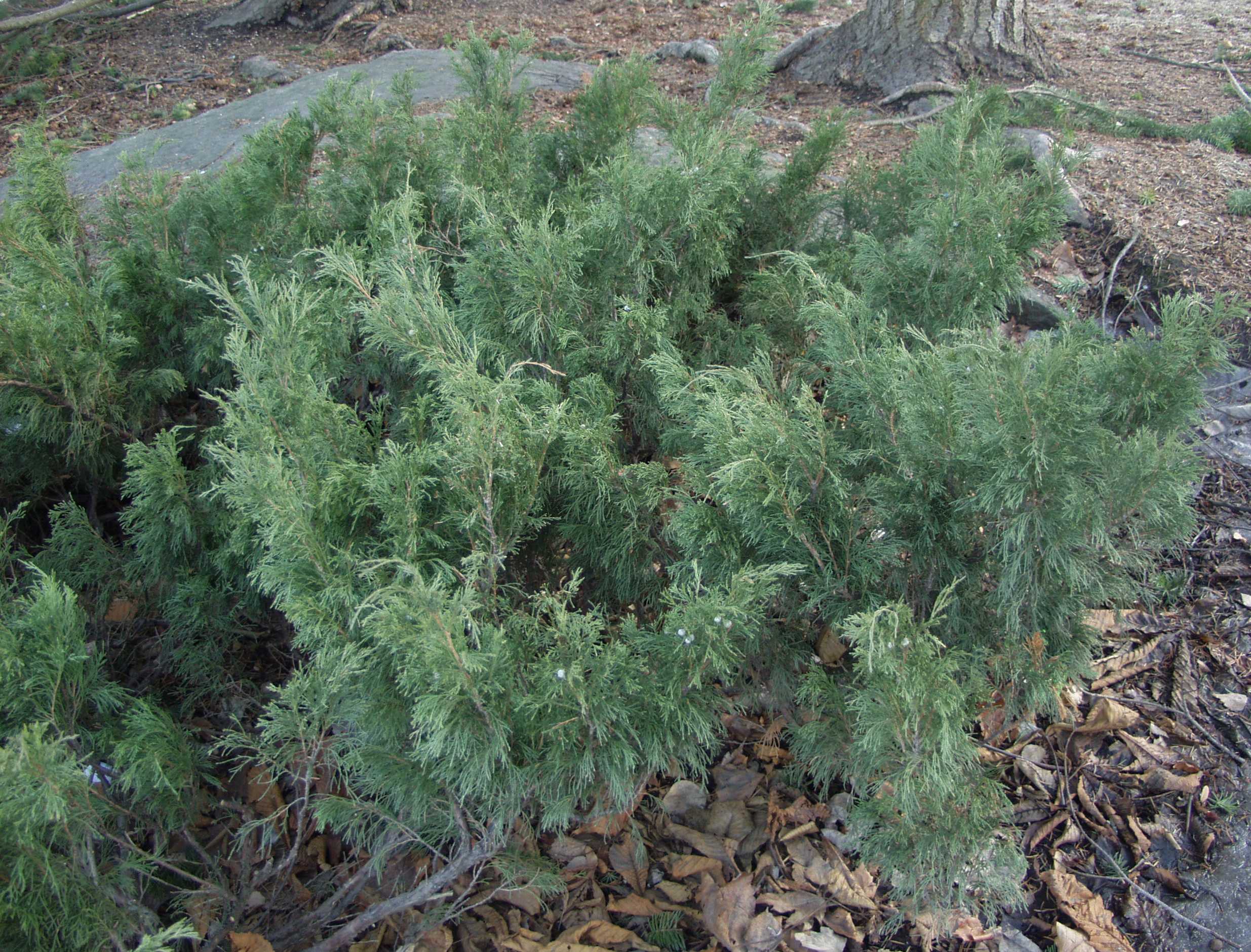 Rohtokataja; 40-50,At,Ul