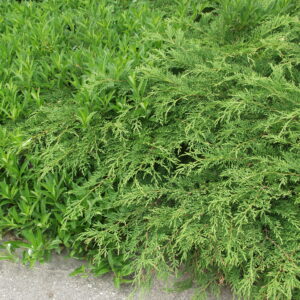 Tuivio; 25-30,At,2L,Ul