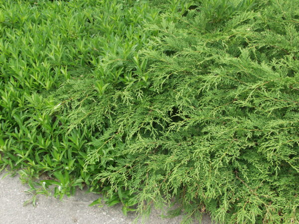 Tuivio; 25-30,At,2L,Ul