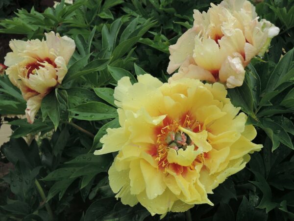 Pioni Itoh-hybridi 'Border Charm'; At,4L,Ul